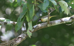Pachycephala fulvotincta