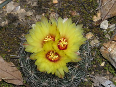 Coryphantha pseudoradians