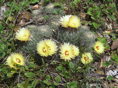 Coryphantha pseudoradians