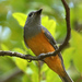 Black-faced Monarch - Photo (c) David Cook, some rights reserved (CC BY-NC)