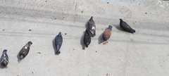 Columba livia
