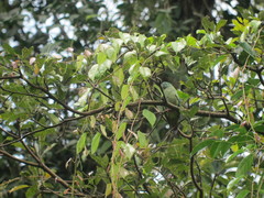 Ptilinopus melanospilus
