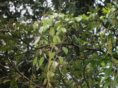 Ptilinopus melanospilus