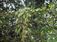 Ptilinopus melanospilus
