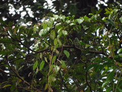 Ptilinopus melanospilus