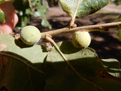 Disholcaspis pruniformis