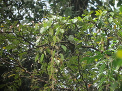 Ptilinopus melanospilus