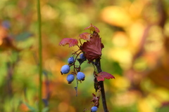 Ribes acerifolium