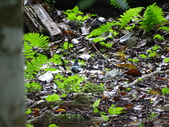 Enicurus leschenaulti leschenaulti