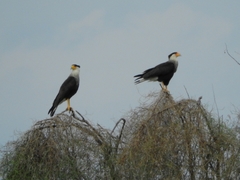Caracara