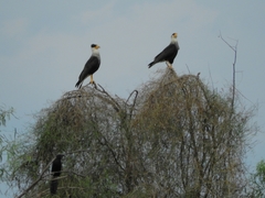 Caracara
