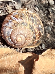 Cornu aspersum