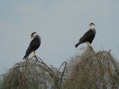 Caracara