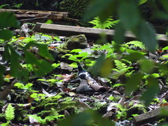 Enicurus leschenaulti leschenaulti