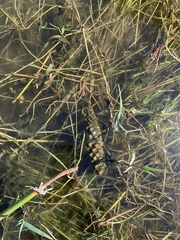 Potamogeton epihydrus