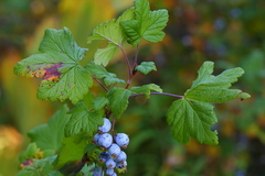 Ribes acerifolium