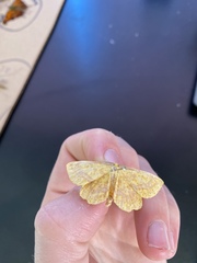 Xanthotype urticaria