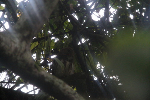 Javan Owlet (Glaucidium castanopterum), photo 5