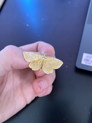 Xanthotype urticaria