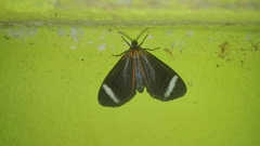 Hyalurga vinosa