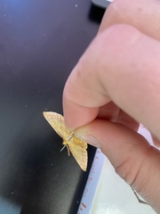 Xanthotype urticaria