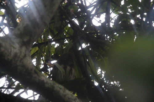 Javan Owlet (Glaucidium castanopterum), photo 6