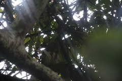 Glaucidium castanopterum