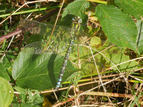 Southern hawker