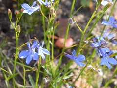 Edging Lobelia (Lobelia erinus)