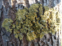 Xanthoria parietina