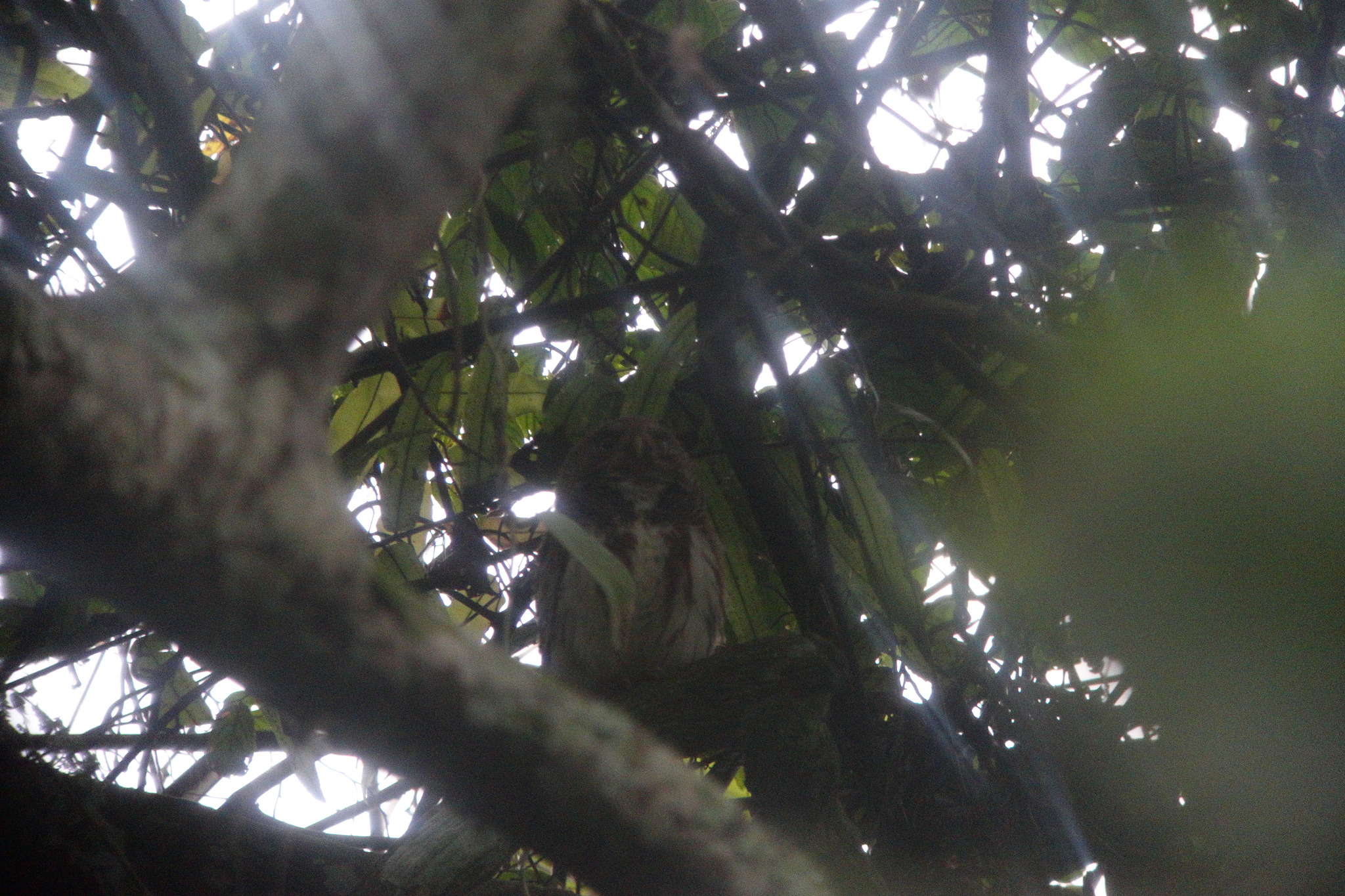 Javan Owlet (Glaucidium castanopterum), photo 8