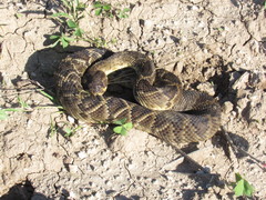 Crotalus molossus oaxacus