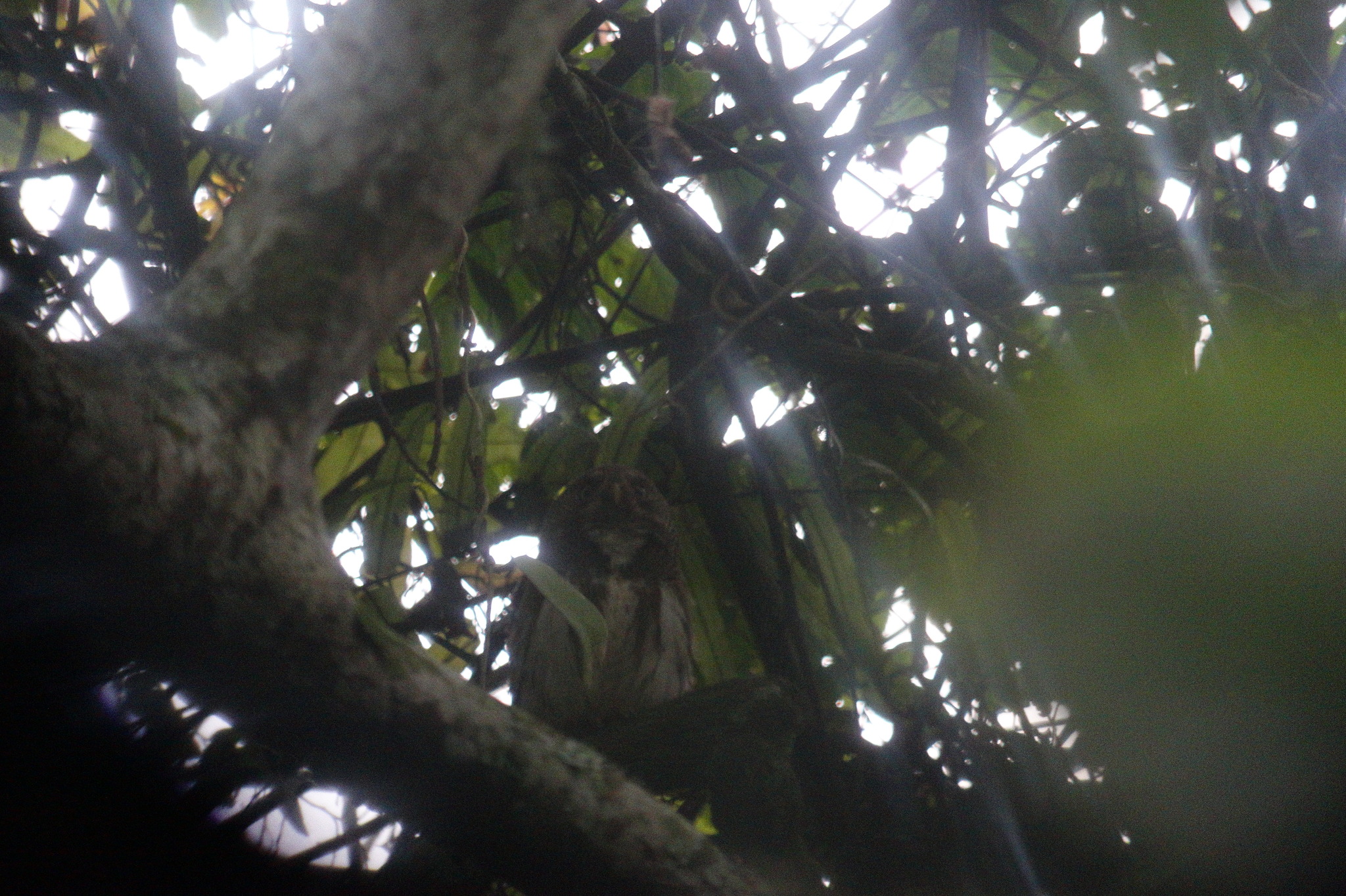 Javan Owlet (Glaucidium castanopterum), photo 9