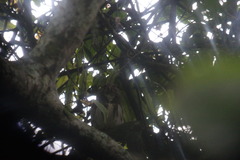 Glaucidium castanopterum