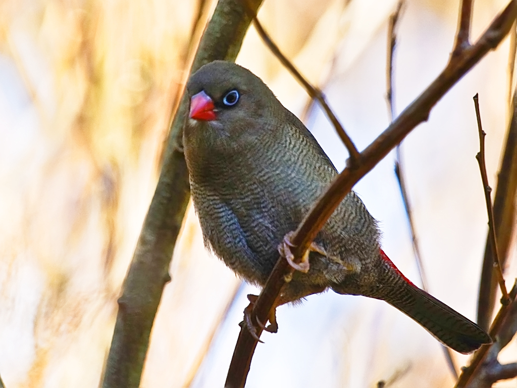 Stagonopleura bella (BIRDS OF FLINDERS ISLAND: SCIENTIFIC NAME: Birdlife  Australia 2017) · iNaturalist