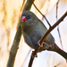 Beautiful Firetail - Photo (c) David Cook, some rights reserved (CC BY-NC)