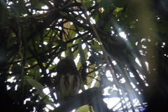 Glaucidium castanopterum