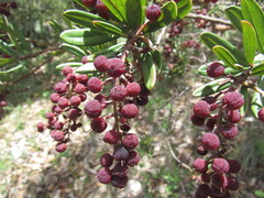 Comarostaphylis