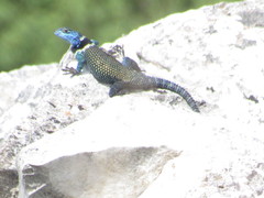 Sceloporus aureolus