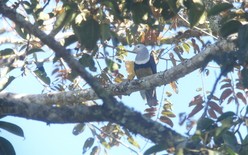 Banded Fruit Dove (Ptilinopus cinctus), photo 10