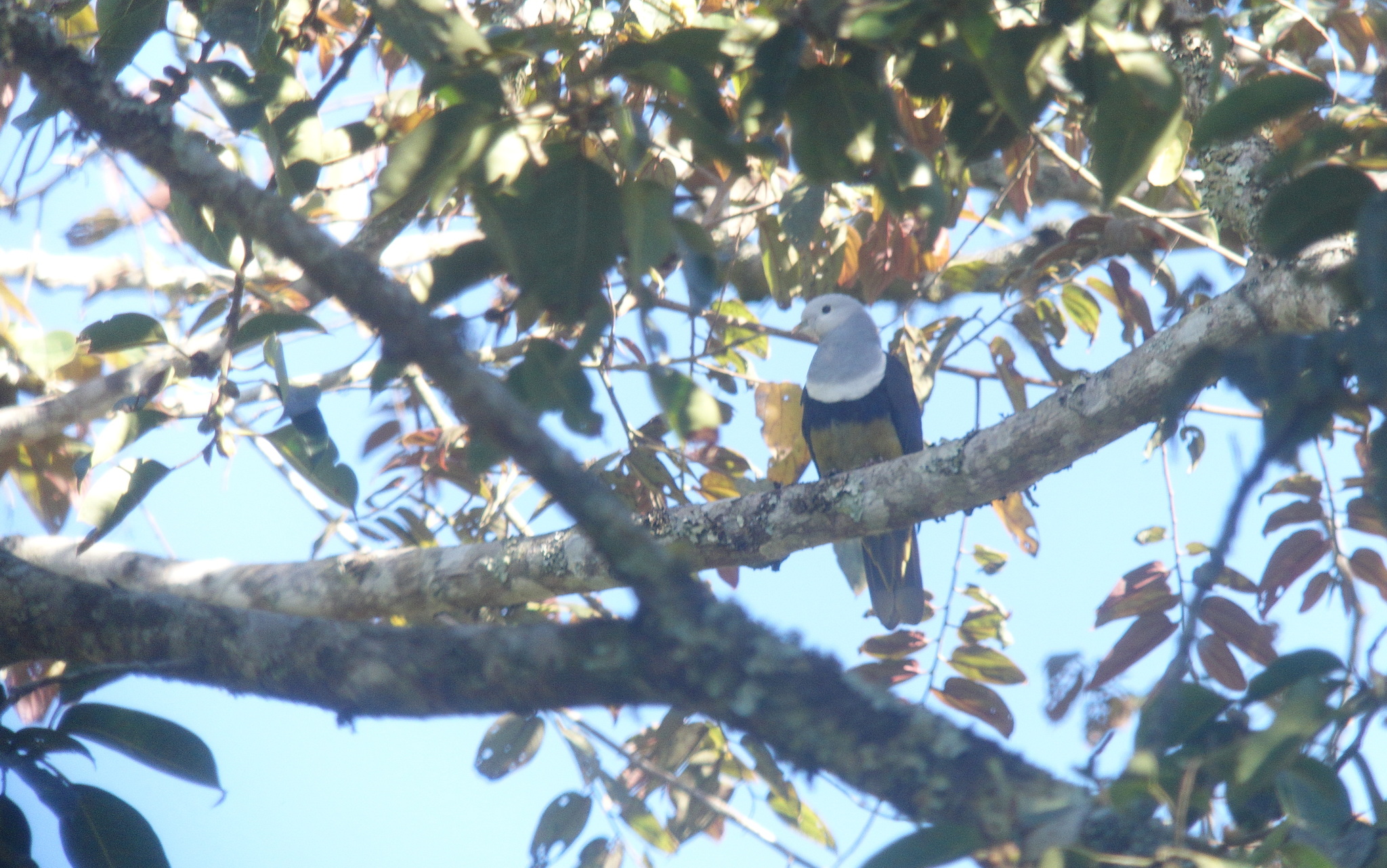 Banded Fruit Dove (Ptilinopus cinctus), photo 7