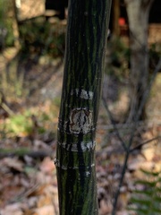 Acer pensylvanicum