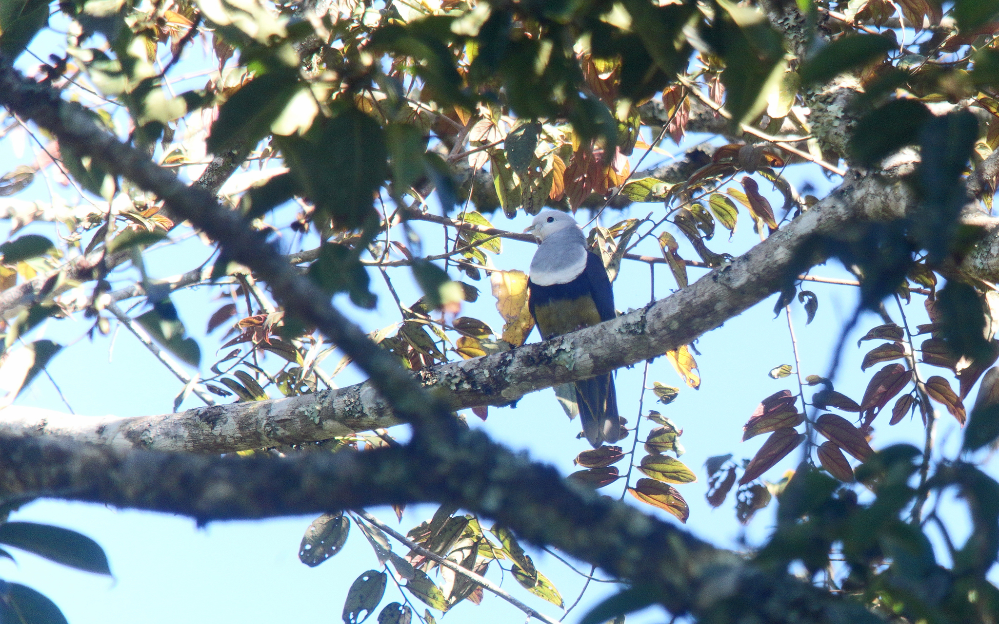 Banded Fruit Dove (Ptilinopus cinctus), photo 8