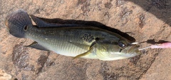Crenicichla lepidota