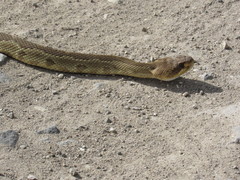Crotalus molossus oaxacus