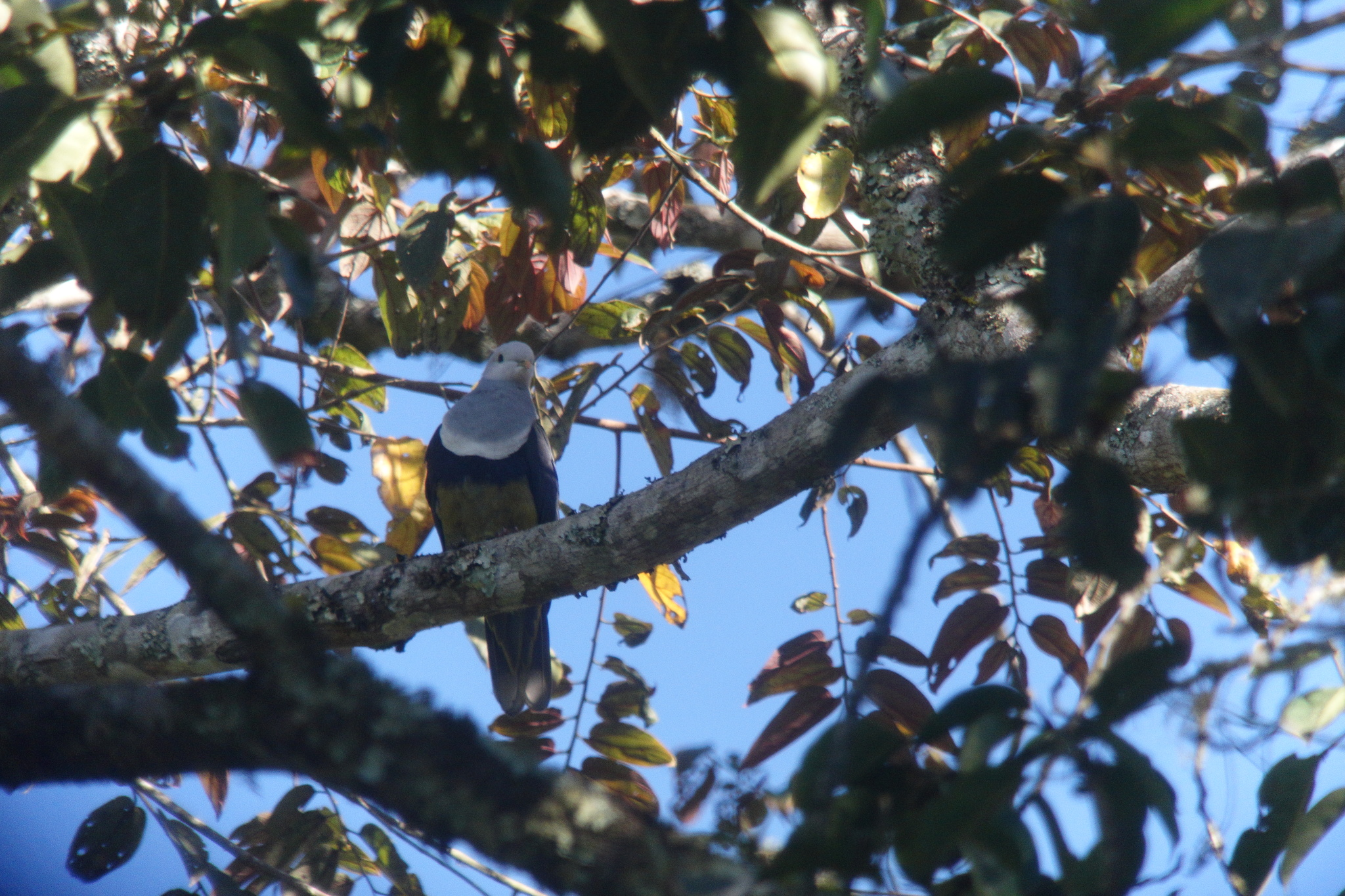 Banded Fruit Dove (Ptilinopus cinctus), photo 9