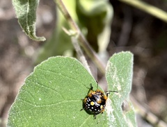 Chinavia marginata