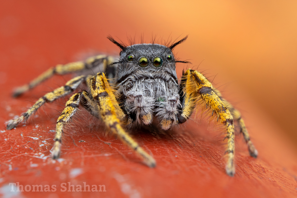 Phidippus mystaceus