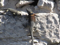 Sceloporus aureolus