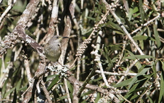 Lichmera indistincta limbata